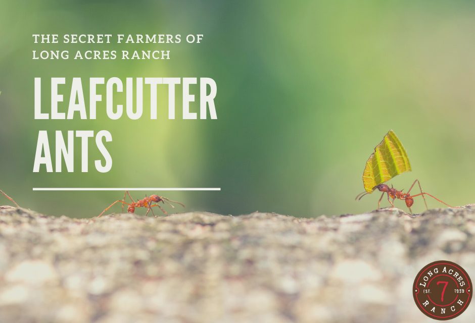 The Secret Farmers of Long Acres Ranch – The Leafcutter Ant