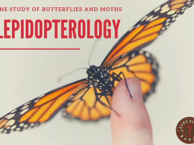 Lepidopterology: Small Scale Wonders