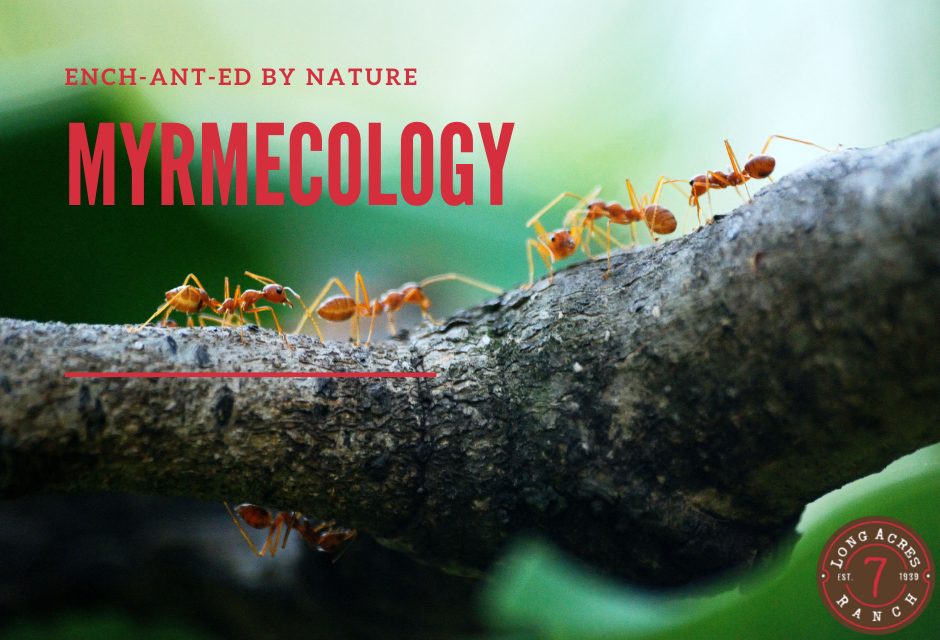 Myrmecology: EnchANTed by Nature
