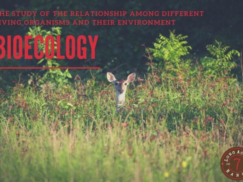 Bioecology: The Science of Connection