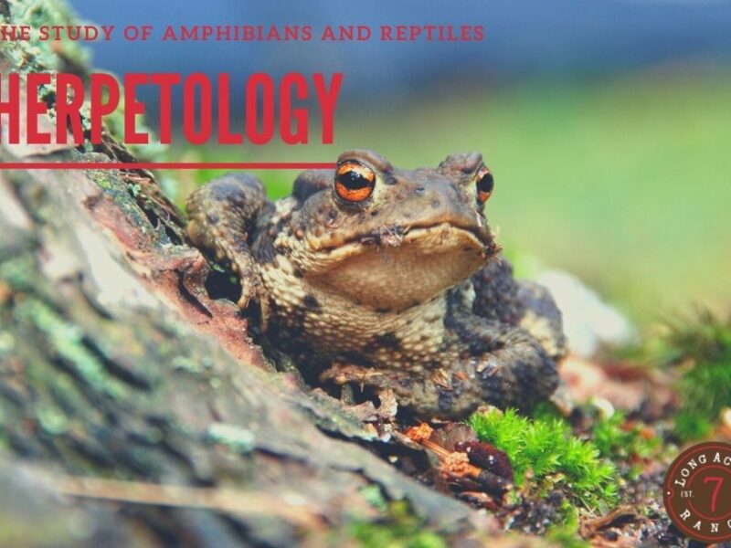 Herpetology: The Creeping Animals