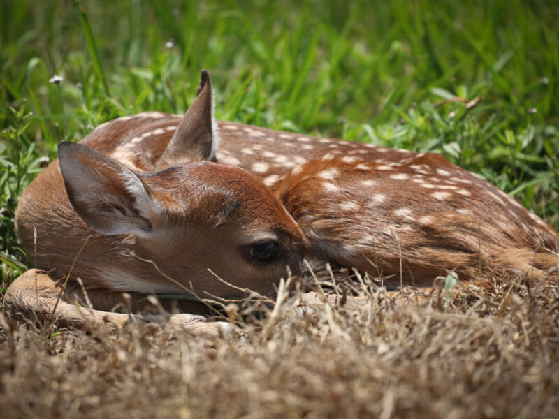 Fawning Over Fawns