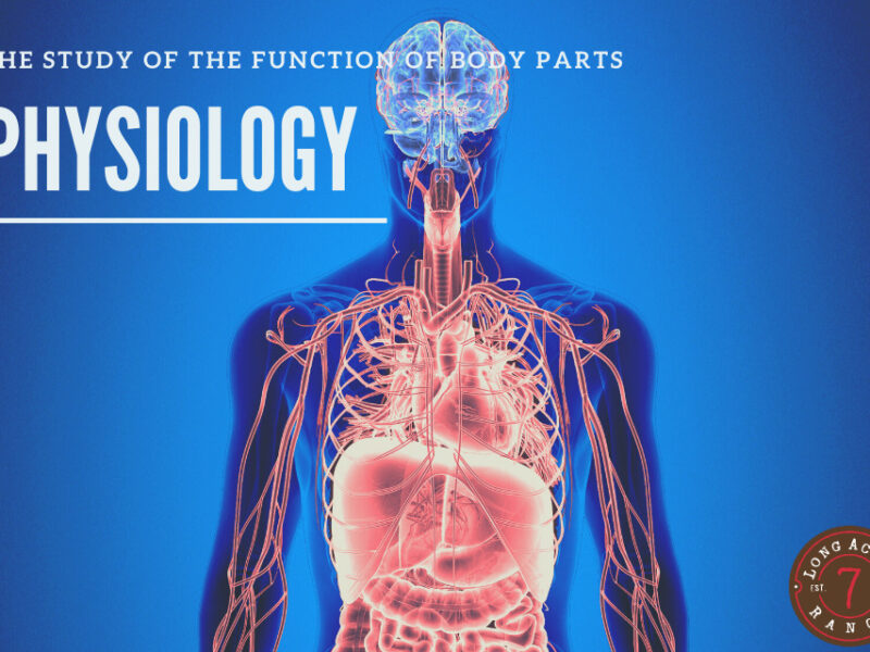 Exploring the Wonders of Physiology: How Our Bodies Work