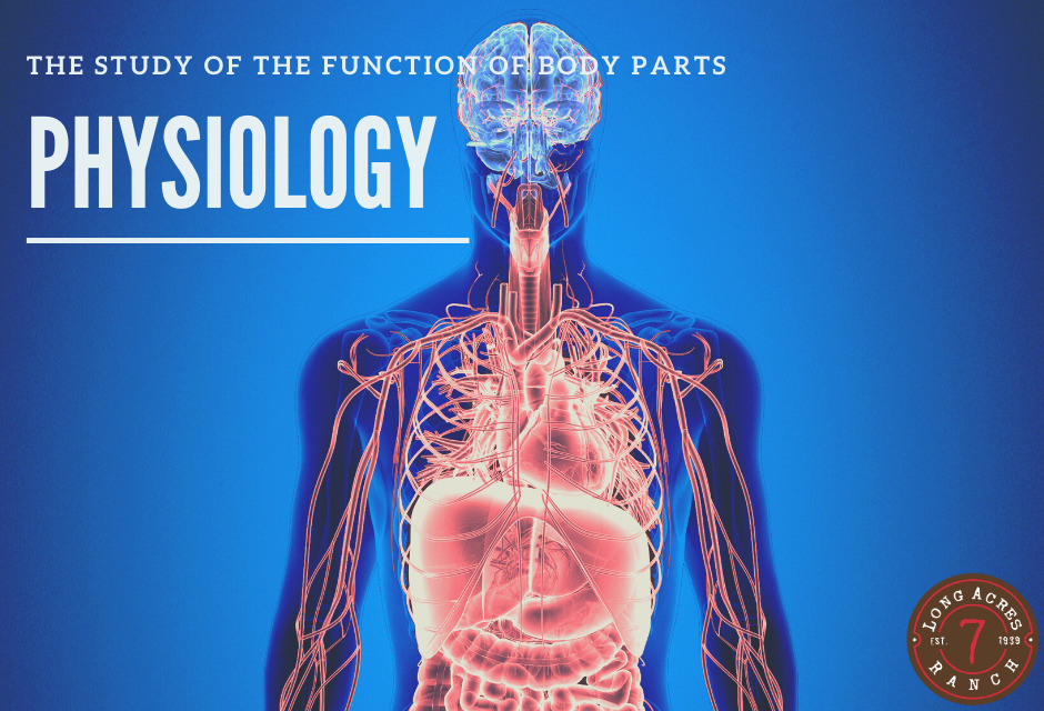 Exploring the Wonders of Physiology: How Our Bodies Work