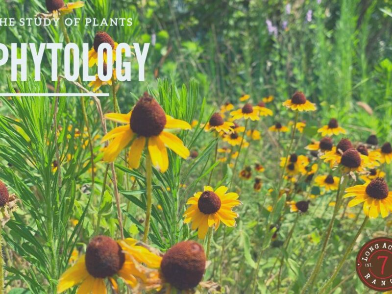 Exploring Phytology: The Science of Plants