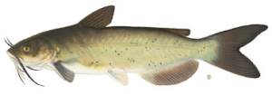 Freshwater Fishes of Texas - Long Acres Ranch