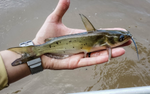Freshwater Fishes of Texas - Long Acres Ranch